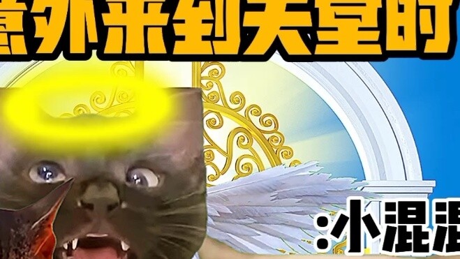 “Cat Meme Little Theatre” เมื่อคุณขึ้นสวรรค์อย่างไม่คาดคิด!
