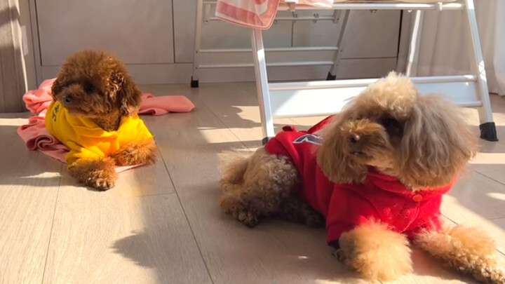 [Dog] The dog loves to bathe in sunlight