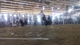 2cock derby double entry jettfight 1 first fight win 🎉