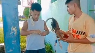 tanggal kati Muna♥️🐓sports game pampulutan lang