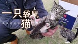 【老疯杨】这只猫也许一辈子都这样了