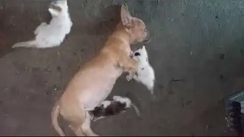 Puppy Dog Caring This Newly Born Kitten