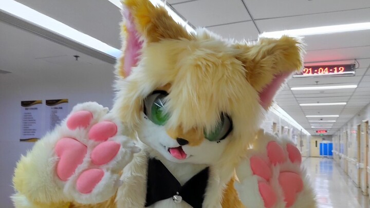 [Fursuit/Unboxing Display] A yellow-furred wolf was born in the third world! ~