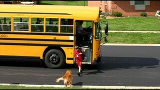สุนัขน่ารักรอและต้อนรับเด็กกลับบ้านในโรงเรียน - รวบรวมวิดีโอสุนัขตลก 2016