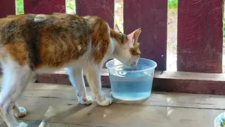 Mom cat drinks water and then grooms herself after eating completely