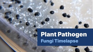 Plant Pathogen Fungi Timelapse