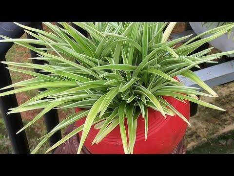 #garden tour# vertical garden #shorts