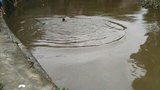 nursery road swimmer