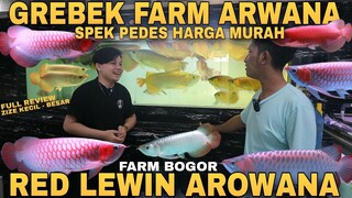 GREBEK FARM IKAN ARWANA SUPER RED SPEK PEDES HARGA MURAH DI RED LEWIN AROWANA BOGOR