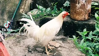 manok ni San Pedro