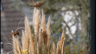 Birds singing chirping sound video calming sound of nature