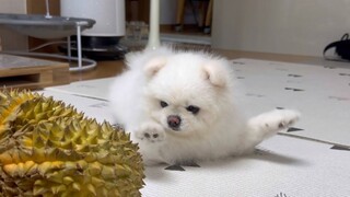 The puppy smelled the durian and seemed very angry🔥! | Ddubbi