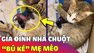 Gia đình nhà chuột xin 'BÚ KÉ' nhiệt tình khiến 'MÈO MẸ' hoang mang 😂 Gâu Đần