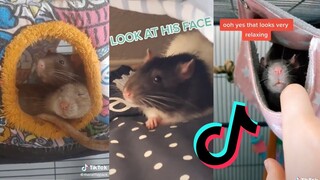 Small Ratty Bois - Rats of TikTok Compilation #3