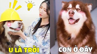 Ngáo Gia Gia | Có Đứa Con Đáng Yêu Như Gia Gia, Nhưng Suốt Ngày Lại Bị Mẹ Ăn Hiếp 🥰 Gâu Đần Official