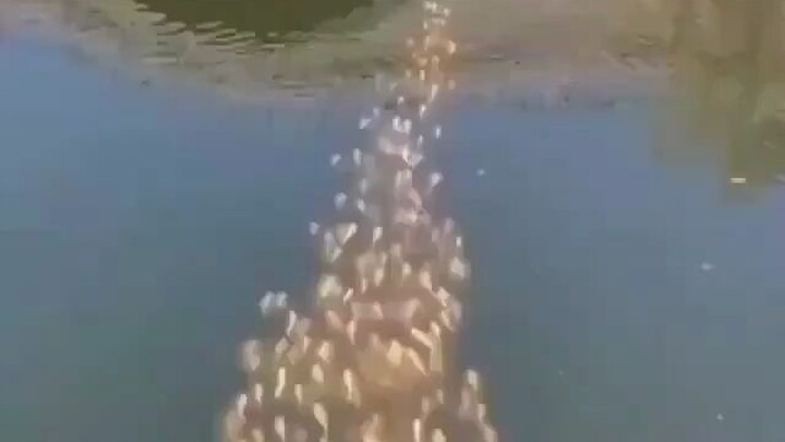 The school of fish followed a duck and swam away. . .