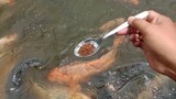 Ikan Mas, Ikan Nila Makan Harus di Suapin Biar Cepet Gede