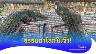 ใจหายวาบ! จระเข้ตัวเขื่อง ปีนรั้วลูกกรง สุดท้ายโอละพ่อ  |Thainews - ไทยนิวส์| Social-16 -PP