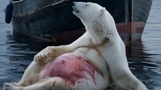 The Heartwarming Moment an Old Fisherman Saves a Polar Bear Cub