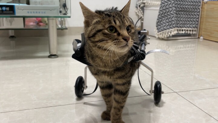Stop recommending me to buy a pet wheelchair! Is a wheelchair really useful for paralyzed cats?
