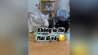 Kênh kia của tớ đang bị treo tới 3/6. MN FL kênh này nha  cat mèo cute