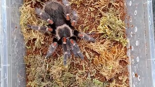 Tarantula Rehousing