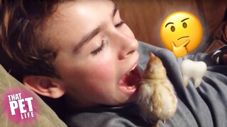 Baby Chick Cleans Her Human's Teeth 🤔🐥 | Funny Animal Compilation