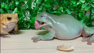 The frog surprised the toad …As a result ... Miyako toad, Australian green tree frog！カエルがヒキガエルを驚かす。