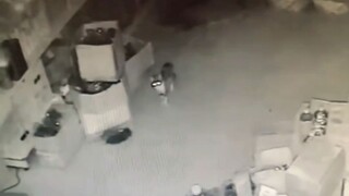 老鼠把小猫咬死了。