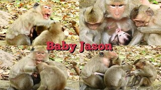 Baby Monkey Jason​ Risk To Kidnap From Baby Mea, Jill Monkey Care Her Baby So Good