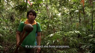 How Almond is collected from a dangerous Jungle.