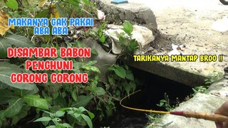 MANTAPP !! Mancing di Gorong Gorong yang Jadi Sarang Babon