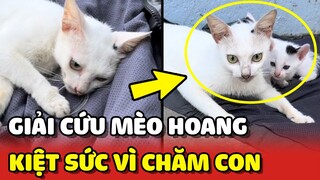 Giải cứu bé mèo hoang KIỆT SỨC vì chăm con nhỏ 😢 | Yêu Lu