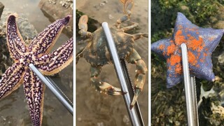 Catching Seafood 🦀🐙 ASMR Relaxing (Catch Shark , Catch Fish ,Deep Sea Monster )