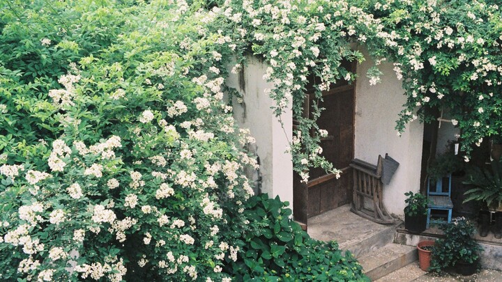 It took me 4 years to grow a 10-meter flower wall from a single flower seedling