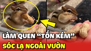 Màn làm quen TỐN KÉM với chú Sóc lạ ngoài sân vườn 😂 | Yêu Lu