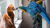 When Cat Is In Love With His Tiny Love Bird!