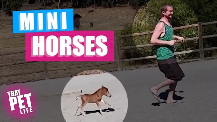 MINI Horses 😍🐴🙈 | Funny Farm Animal Compilation