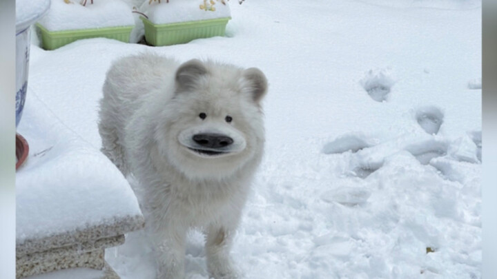 Segembira Apa Anjing Selatan yang Melihat Salju untuk Pertama Kalinya?
