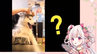 日本萝莉看《脑子是个好东西 可惜不是每只狗都有》笑麻了