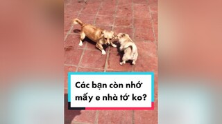 Chả thấy mn thả tim với bình luận gì mấy buồn quá. cunyeucuadua chó chócon chókhôn chócute chó_cưng chócon chókhôn chómèo xuhuong fyp