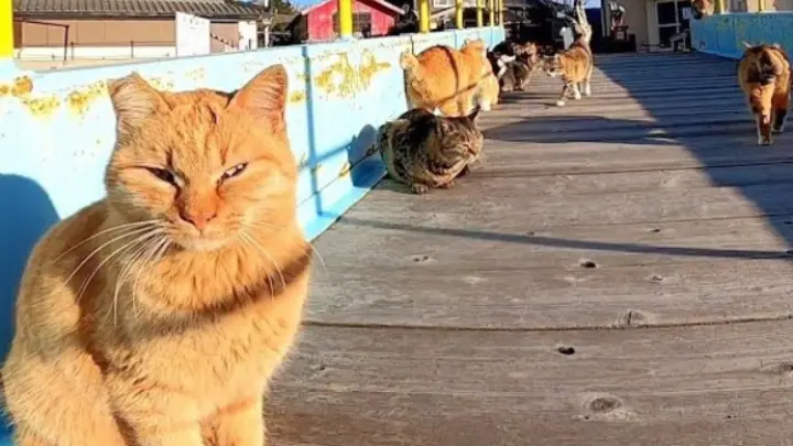 [Animals]Feeding breakfast to cats in the cat island
