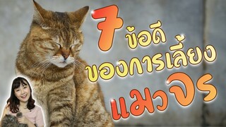 ึ7 ข้อดีของการเลี้ยงแมวจร ++ : Chubby Cat EP36