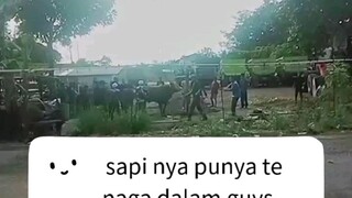 Sapi punya ilmu kanuragan.