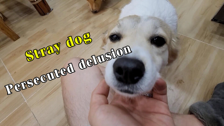 Chó hoang được nhận nuôi, bạn gặp chó mắc bệnh hoang tưởng chưa?