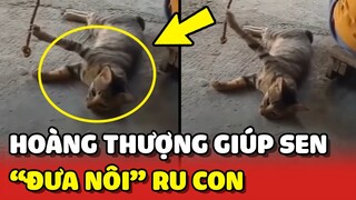 Đáng yêu với bé mèo "ĐƯA NÔI" giúp Sen RU EM BÉ NGỦ 😍 | Yêu Lu