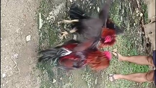 my broodstag #dark legged huron lemon