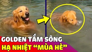 Golden đòi Sen cho đi 'TẮM SÔNG' để hạ nhiệt 'MÙA HÈ' và cái kết gọi mãi không chịu lên 😅 Gâu Đần