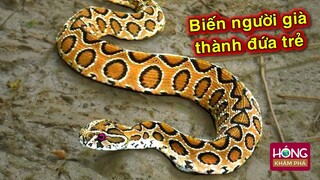 Đáng sợ loài rắn độc nhất Châu Phi: 1 nhát cắn biến người lớn thành trẻ con| Hóng Khám Phá