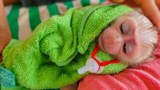 Deeply Love & Care!! Wrapped Tiny Luca In The Towel Keep Warm & Apply Olive Oil Good For Skin, Hair